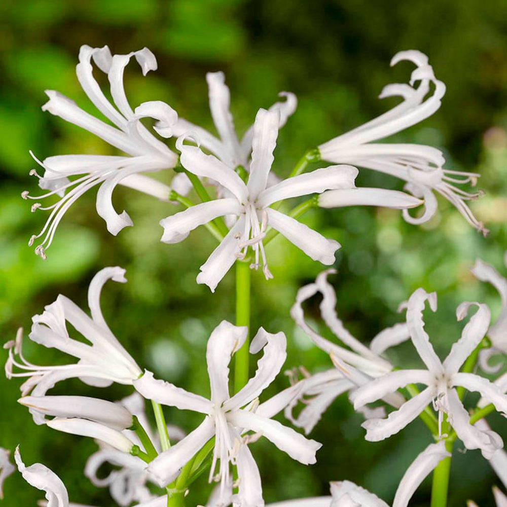 Nerine Bowdenii Alba - Gurensey Lily