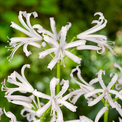 Nerine Bowdenii Alba - Gurensey Lily