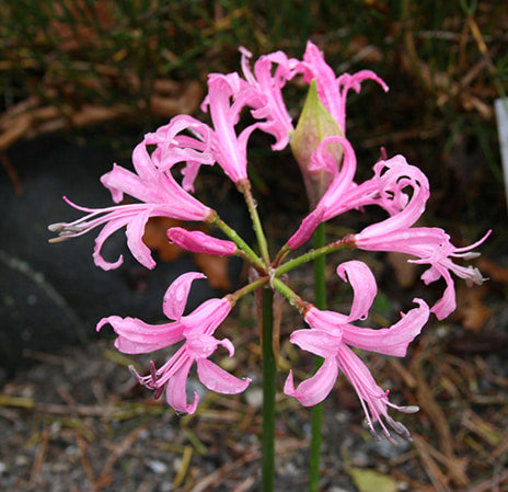 Nerine Bowdenii - Gurensey Lily
