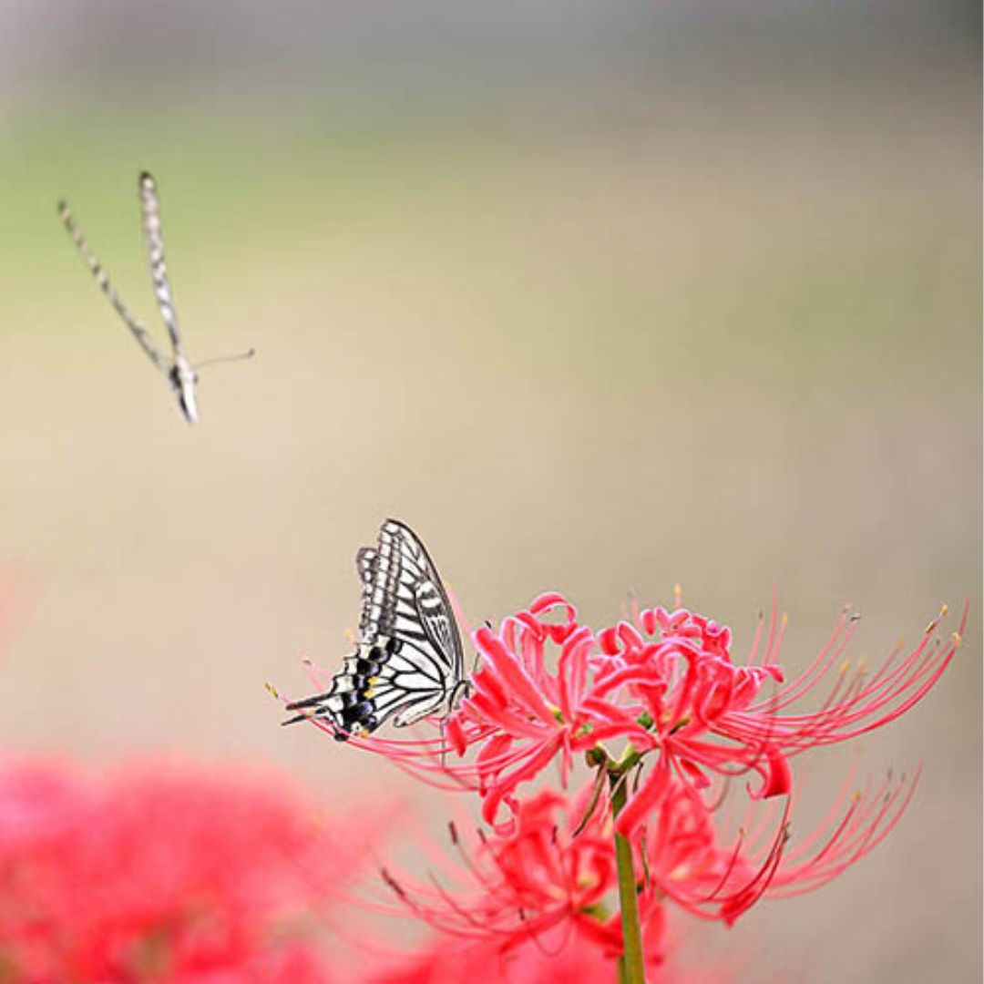 Nerine Elegens Kodora - Gurensey Lily