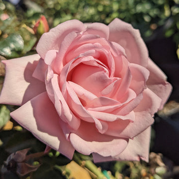 New Dawn Climber - Star Roses and Plants
