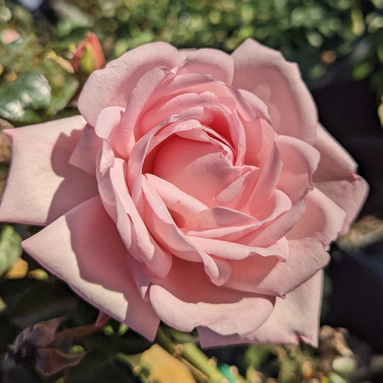 New Dawn Climber - Star Roses and Plants