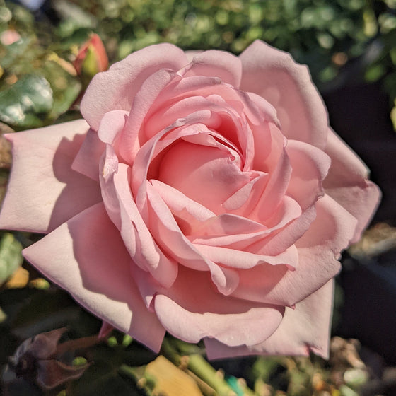 New Dawn Climber - Star Roses and Plants