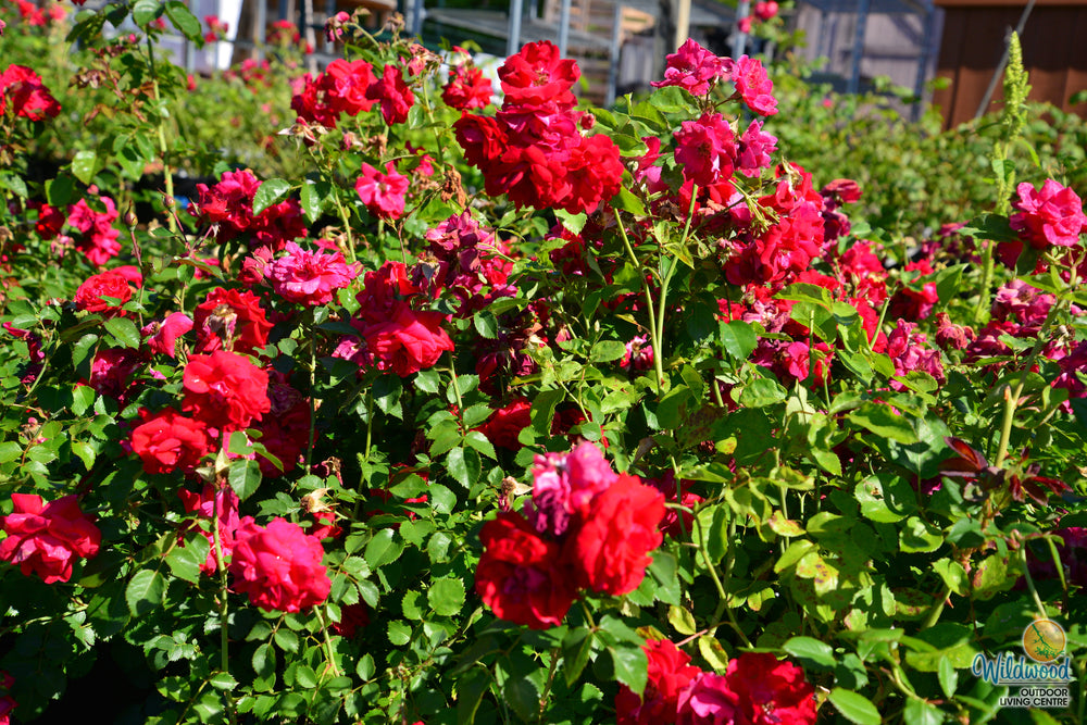 Nicolas - Cold Hardy Rose