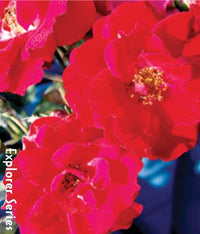 Nicolas - Cold Hardy Rose