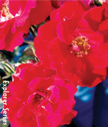 Nicolas - Cold Hardy Rose