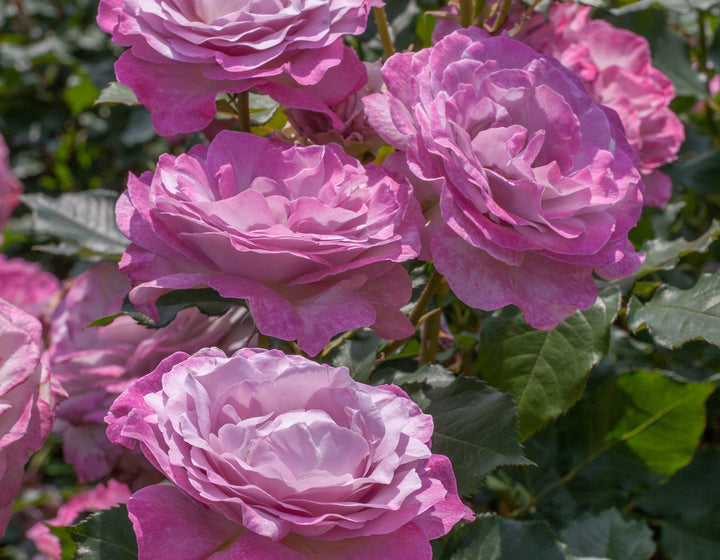 Roses | Over 450 Varieties | Canada-Wide Shipping – Wildwood Outdoor Living