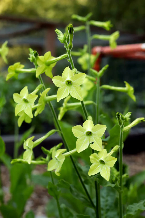 Nicotiana Lime Green - Renee's Garden Seeds