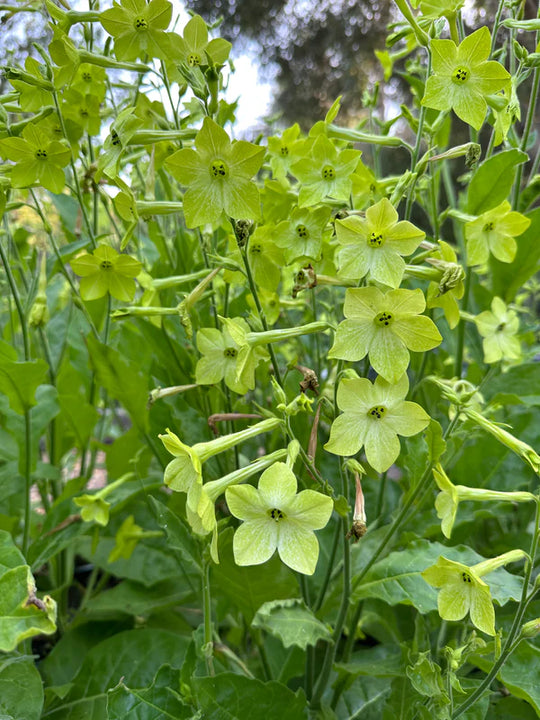 Nicotiana Lime Green - Renee's Garden Seeds