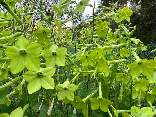 Nicotiana Lime Green - Renee's Garden Seeds