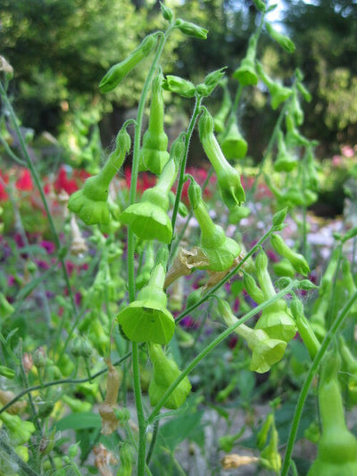 Nicotiana Langsdorffii - Eagleridge Seeds