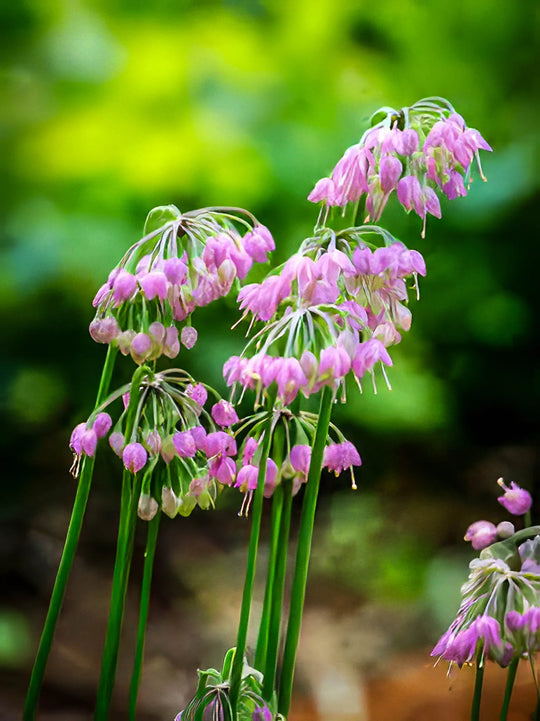 Nodding Onion - Salt Spring Seeds