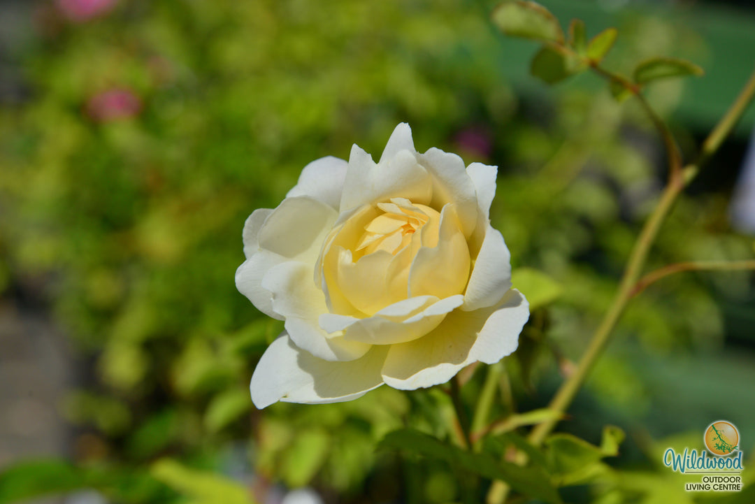 Nye Bevan - David Austin Roses