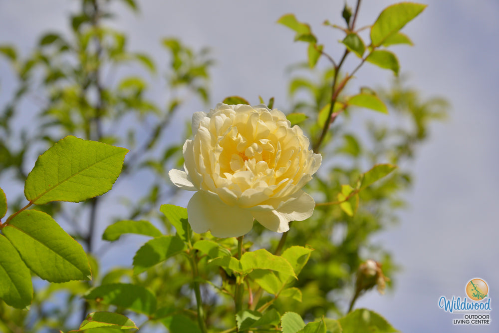 Nye Bevan - David Austin Roses