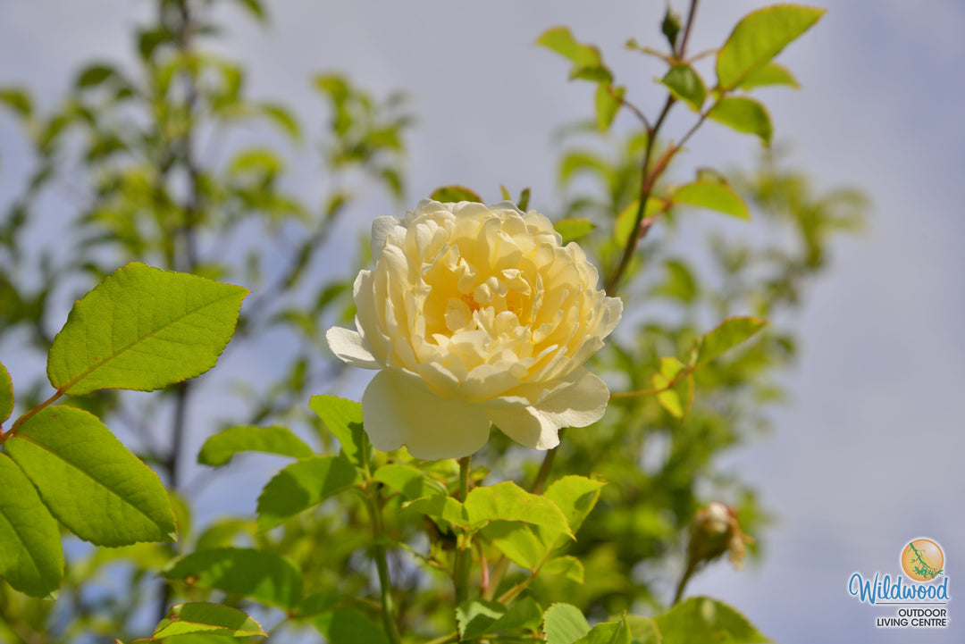 Nye Bevan - David Austin Roses