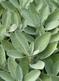 Organic Sage Broad Leaf - Burpee Seeds