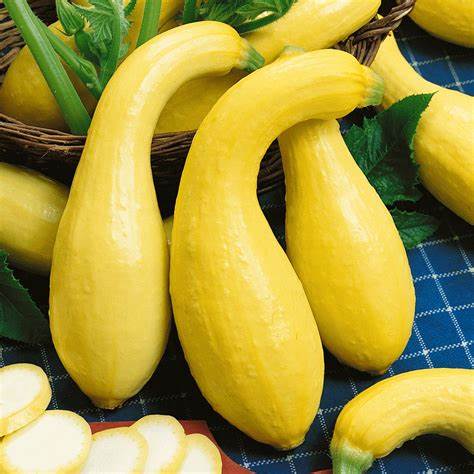 Early Summer Crookneck Squash - Burpee