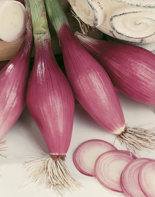 Onion Rossa Lunga di Firenze - West Coast Seeds
