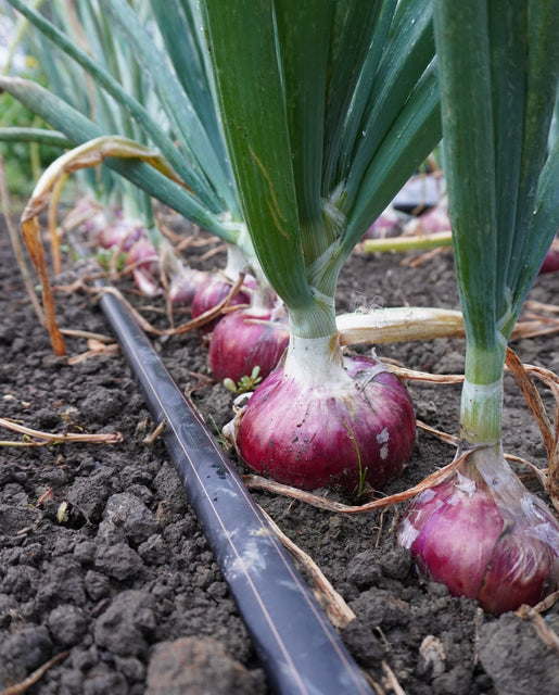 Onion Blush - West Coast Seeds