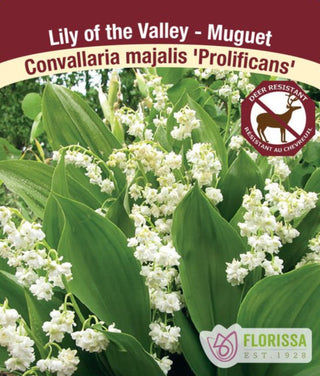 Lily Of The Valley - Prolificans, 1 Pack