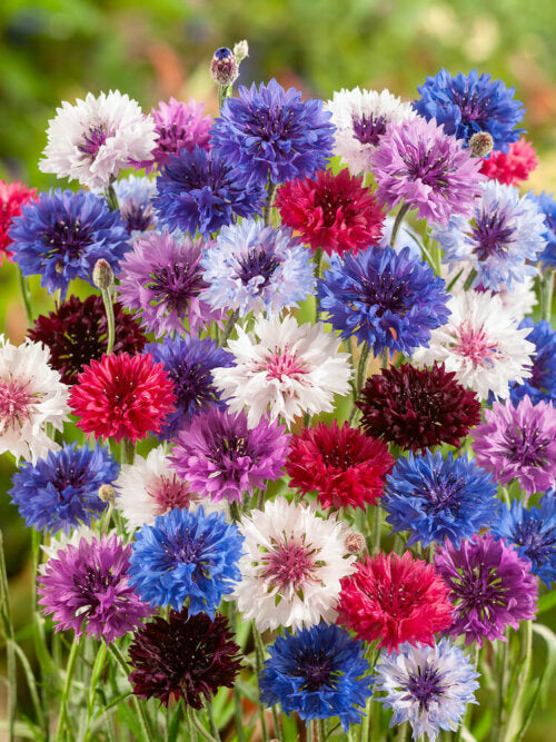 Bachelor Buttons Mixed Colours - Ontario Seed Company