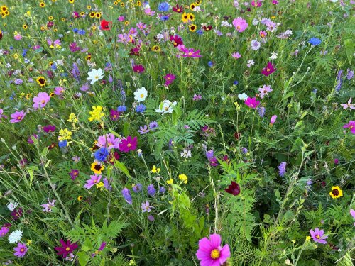 Wildflower Mixture - Ontario Seed Company