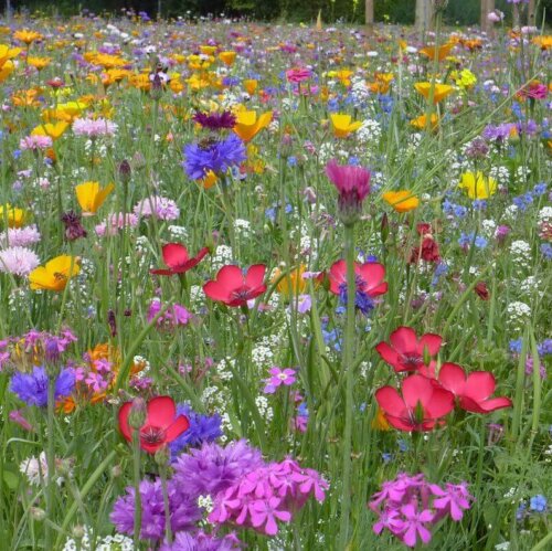 wildflower seed mix ontario Wildflower Mixture