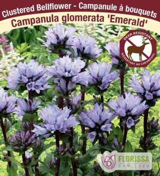 Campanula - Emerald, 1 Pack