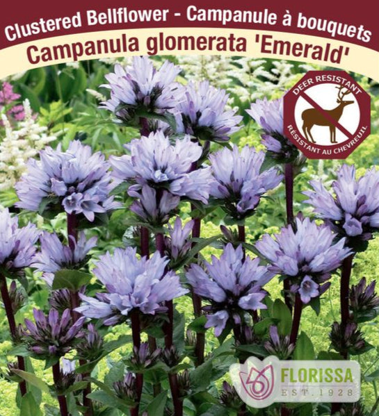 Campanula - Emerald, 1 Pack