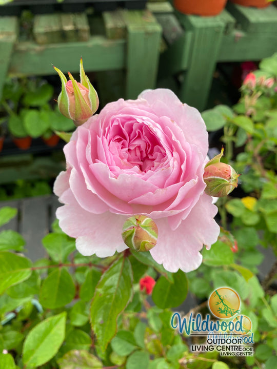 Olivia Rose Austin - David Austin Rose