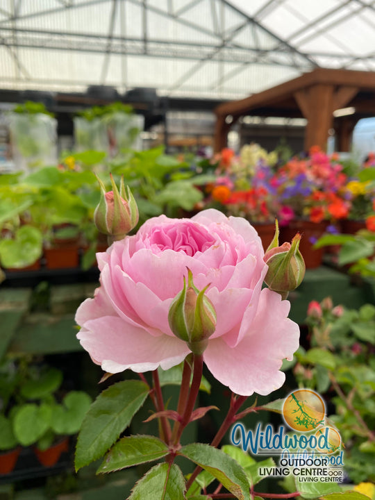 Olivia Rose Austin - David Austin Rose