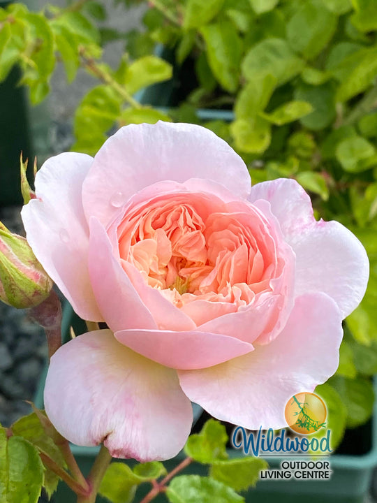 Olivia Rose Austin - David Austin Rose