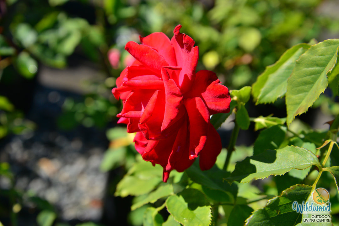 Olympiad - Star Roses and Plants