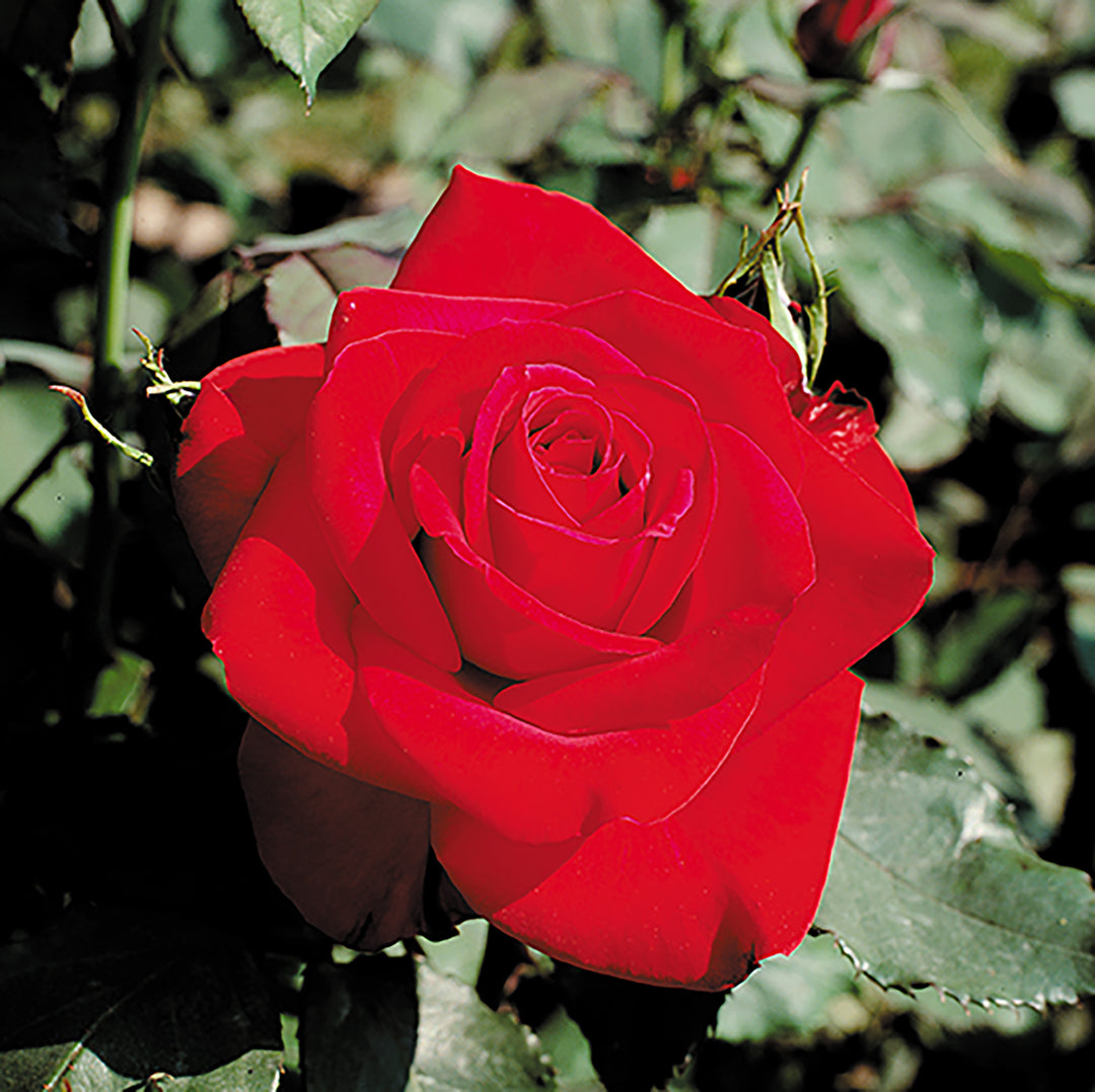 Olympiad - Star Roses and Plants