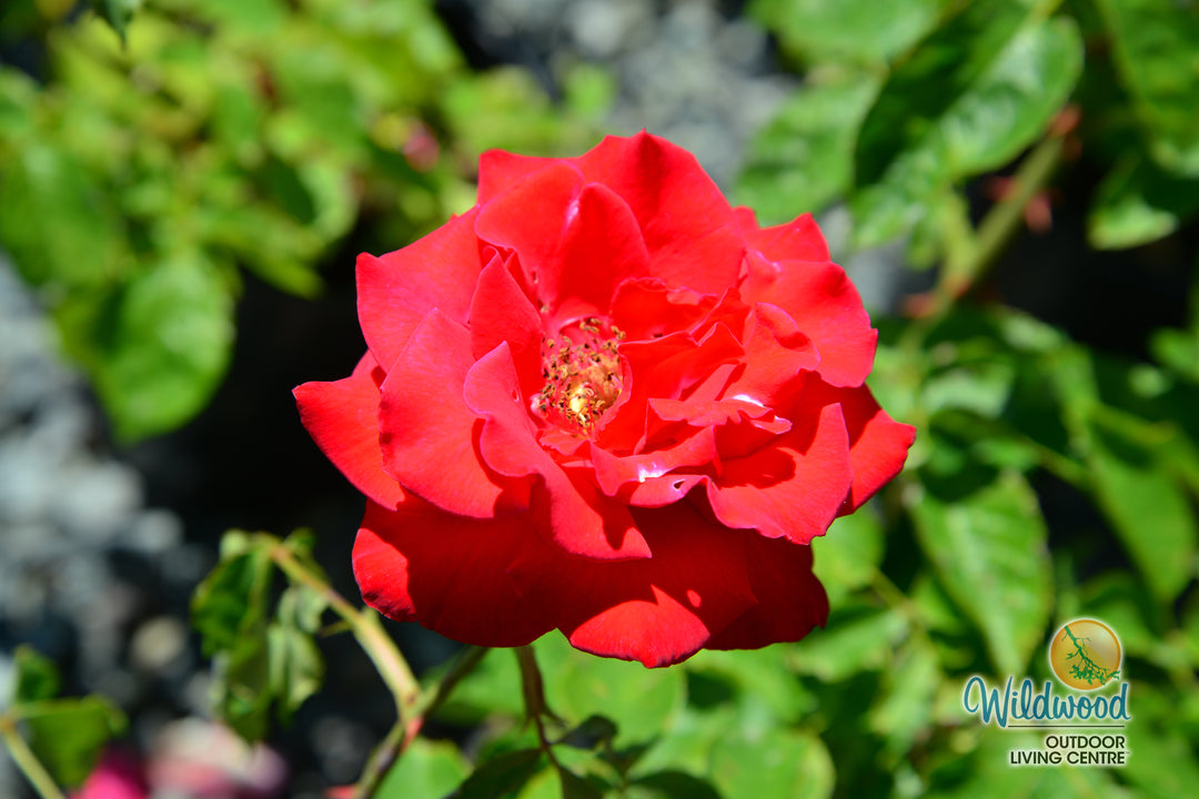 Olympiad - Star Roses and Plants
