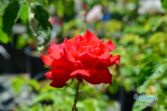 Olympiad - Star Roses and Plants