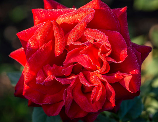 Olympiad - Star Roses and Plants