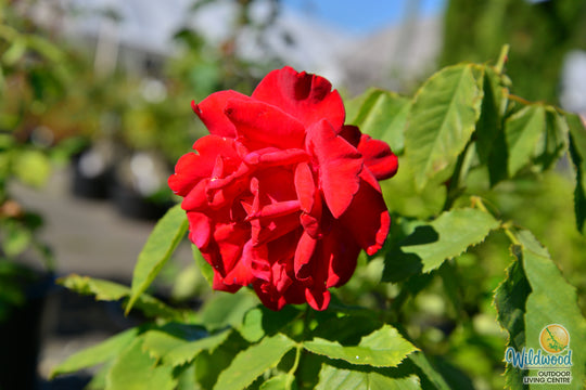 Olympiad - Star Roses and Plants