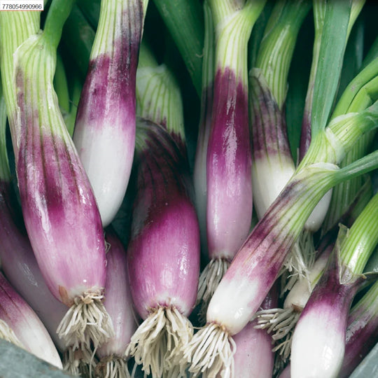 Onion Rossa Lunga di Firenze - Mckenzie Seeds