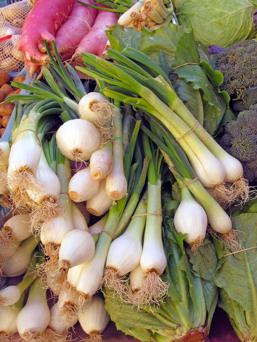 Spring Scallion Bulbs Scallions | Spring Onion Sets | Spring Planting Bulb – Wildwood Outdoor ...