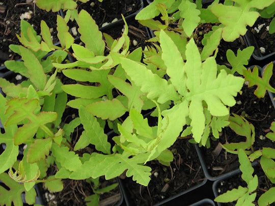 Sensitive Fern - Sensibilis, 1 Pack