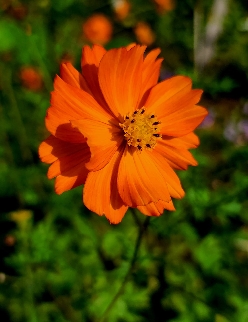 Orange Cosmos - Metchosin Farm Seeds