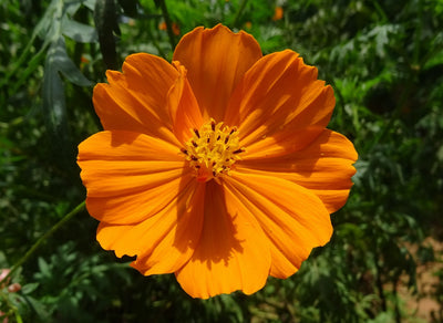 Orange Cosmos - Metchosin Farm Seeds