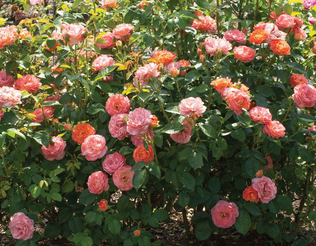 Orange Glow Knock Out - Star Roses and Plants – Wildwood Outdoor Living