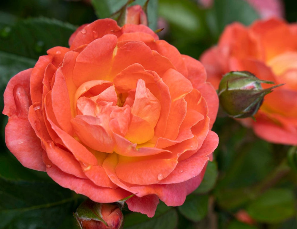 Orange Glow Knock Out - Star Roses and Plants