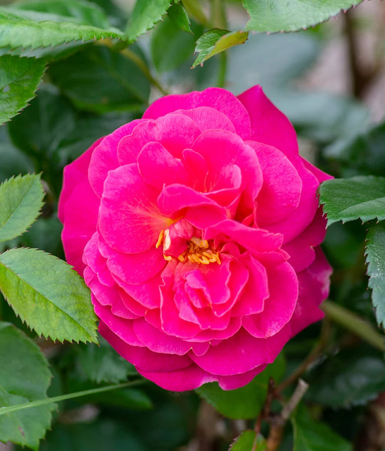 Orchid Romance™ - Star Roses and Plants