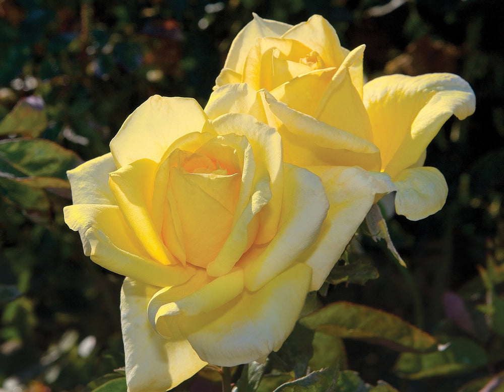 Oregold - Star Roses and Plants