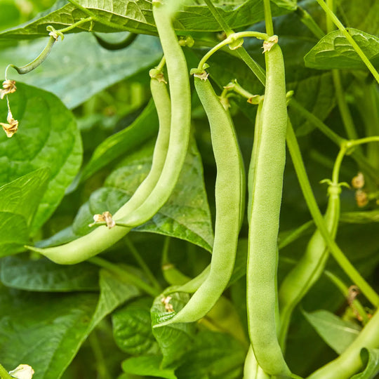 Organic Bean Blue Lake 47 Bush - Burpee Seeds