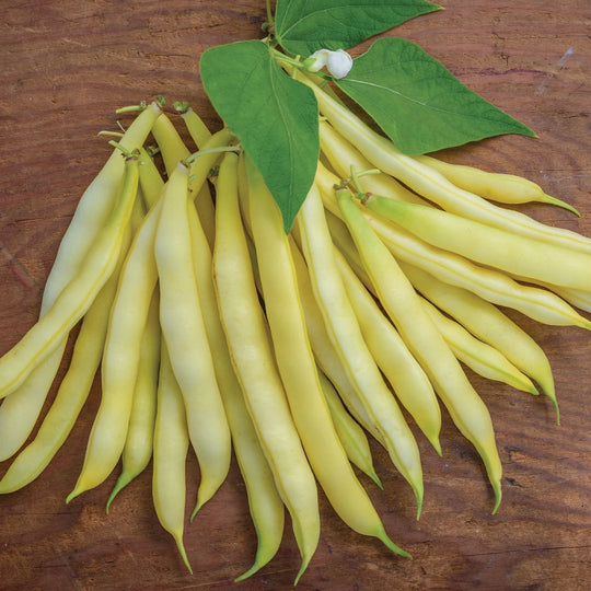 Organic Bean Golden Wax Improved - Burpee Seeds