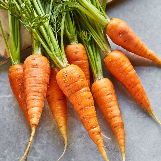 Organic Carrot Danvers 126 - Burpee Seeds